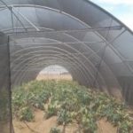 A new experience for growing vegetables and oil crops
