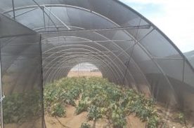 A new experience for growing vegetables and oil crops