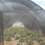 جامعة أسوان تقود تجربة جديدة لزراعة الخضروات والمحاصيل الزيتيه